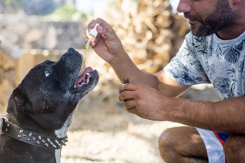 Hemp oil for dogs