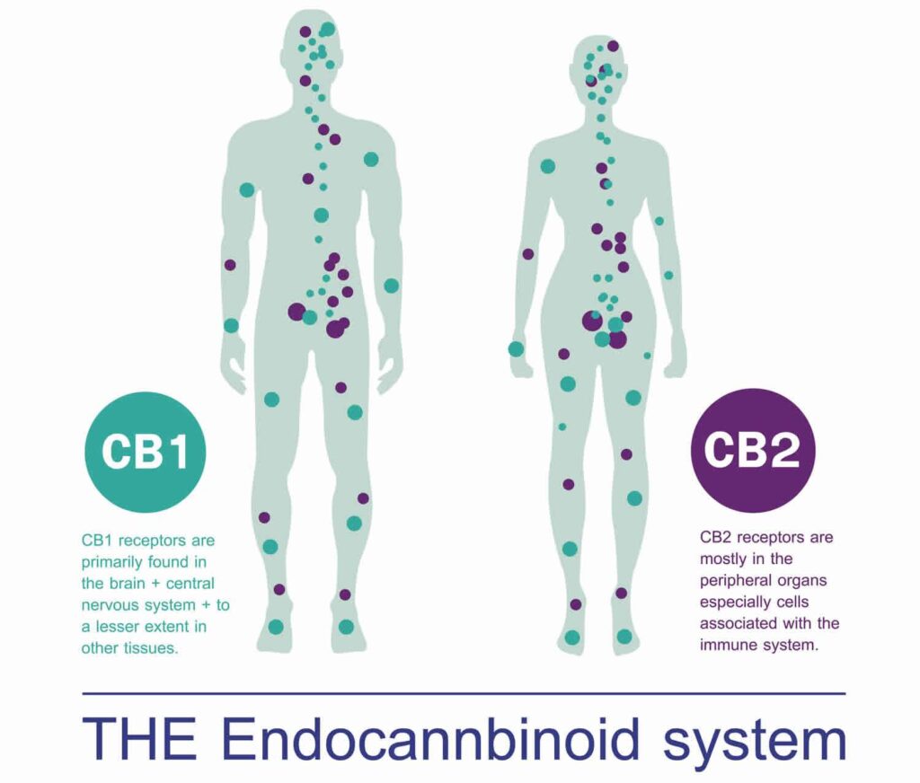 The endocannabinoid system (ECS)